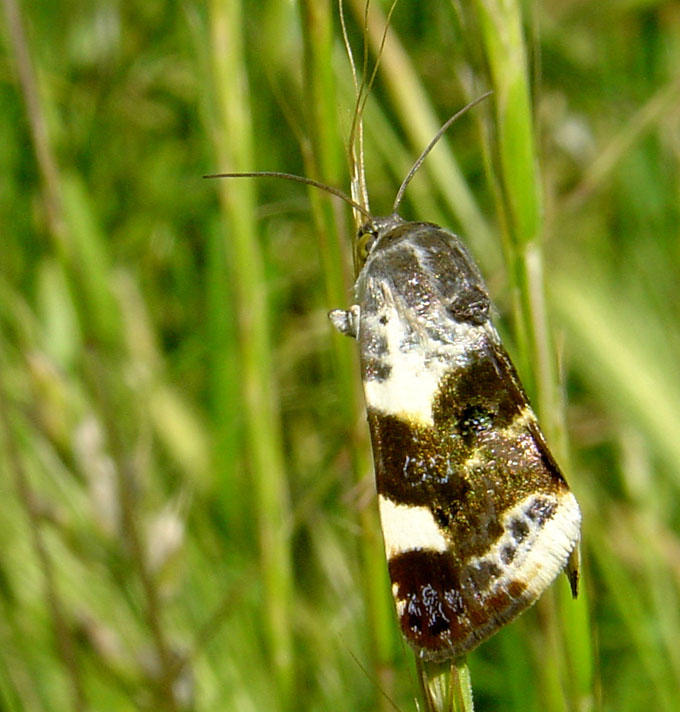 Nottuide: Acontia lucida